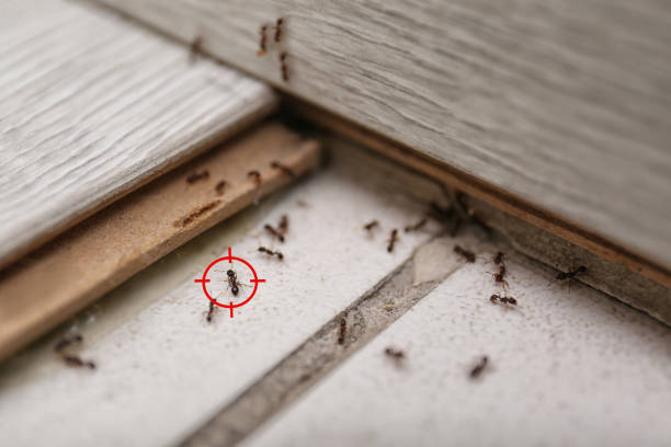 Best Affordable Pest Control Services  in Greendale, IN