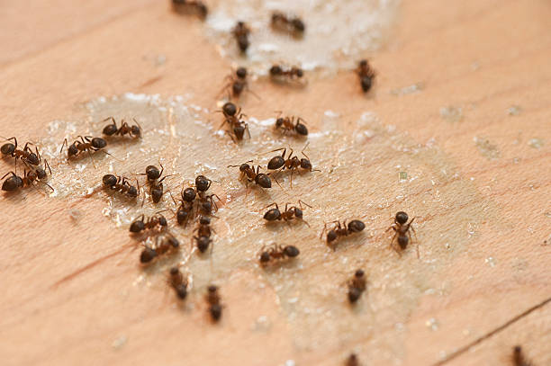 Best Best Pest Control Companies  in Greendale, IN
