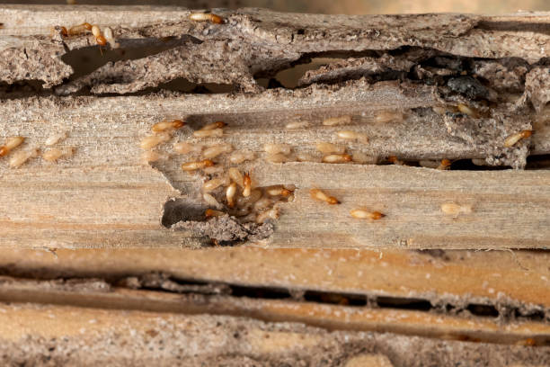 Best Flea Control Services  in Greendale, IN