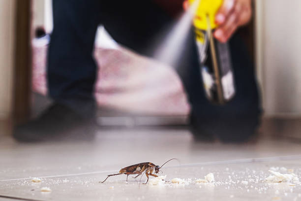 Best Local Pest Control Services  in Greendale, IN